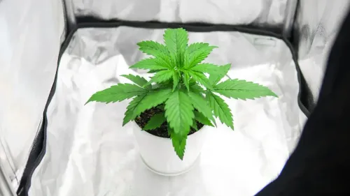 Imagem da noticia: Cultivo de cannabis medicinal é autorizado na Bahia