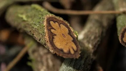 Interações entre o canabidiol e a ayahuasca 