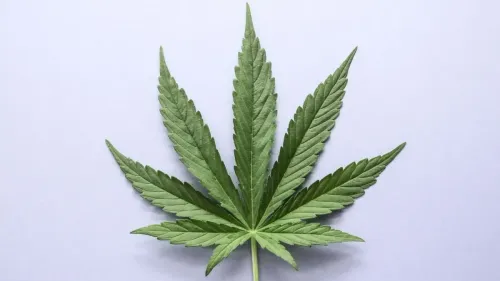 Imagem da noticia: HC da cannabis: Carla Coutinho explica seus limites