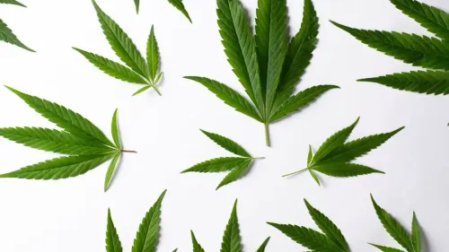 Imagem da noticia: New cannabis law in the US changes rules in November