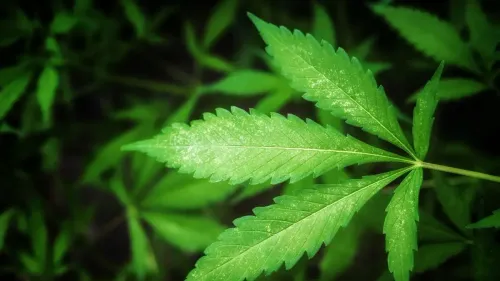 Potência do THC: mais forte significa mais efeito?