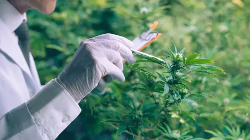 Tipos de Cannabis sativa: diferenças entre sativa, indica, ruderalis e híbridas