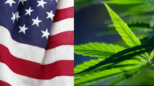 Imagem da noticia: Uso de cannabis avança entre adultos nos Estados Unidos