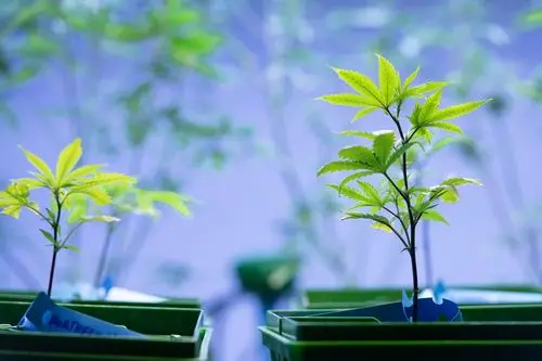 Cannabis Sativa, Indica e Híbrida: entenda as diferenças e qual a melhor opção para você