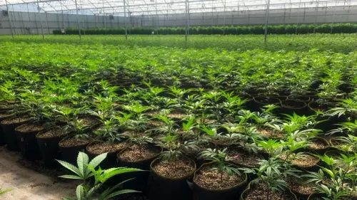 Imagem da noticia: Viveiros de cannabis em NY: só 50 pedidos serão aceitos