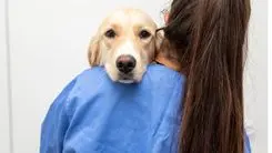 Cannabis veterinaria: enfermedades en animales que pueden ser tratadas con la planta