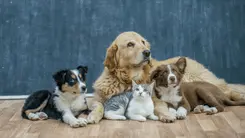 Cómo evitar que perros y gatos muerdan plantas de cannabis en casa