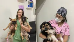 Más de 7 mil mascotas atendidas con cannabis en 2025, según estudio