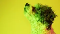 El cannabidiol puede reducir la proliferación de tumores caninos