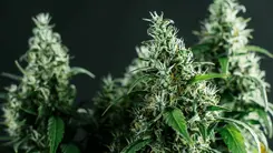 Canabinoides ácidos: la química que revela la integridad de la cannabis