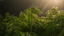 Cannabis: de planta milenar a oportunidade para el agro brasileño
