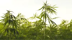 Planting hemp is betting on the future: experts point out environmental and economic benefits in Deusa Cast