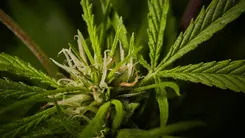 Uso de cannabis crece en Brasil y avanza entre adolescentes del sexo femenino