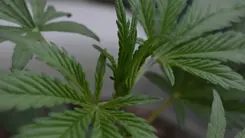 Estudio identifica cómo la cannabis desarrolló la capacidad de producir THC, CBD y CBC