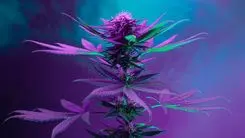 Cannabis rica en CBG se somete a una evaluación sin precedentes en la CTNBio