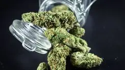 Validez de la cannabis: importancia del almacenamiento en las propiedades terapéuticas