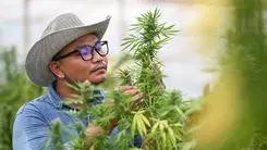 Variedade macho y hembra: diferencias y el impacto en el cultivo