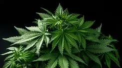 UFLA integra grupo que presenta a la Anvisa documento sobre cannabis en investigaciones científicas y uso terapéutico