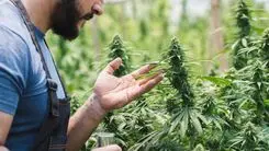 “Camino sin retorno”: redes de investigación se fortalecen y esperan autorización para cultivar con cannabis