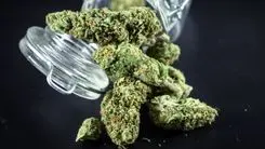 Government invests nearly R$ 400,000 to analyze impact of STF decision on marijuana possession