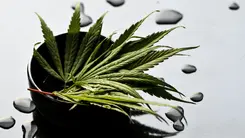 Estudio señala alivio sostenido de la depresión resistente con cannabis medicinal