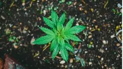 Cannabis e solo: o papel da planta na regeneração ambiental e no desenvolvimento sustentável