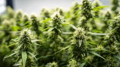 Síndrome poco conocida expone impactos del uso crónico de cannabis en la salud