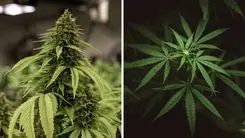 Classificação Taxonômica da Cannabis sativa L.: da biologia à relevância cultural e medicinal