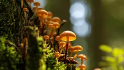El shiitake podría convertirse en un chip vivo y sostenible, según investigadores