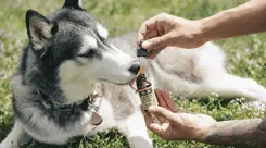 Cannabis medicinal avança na saúde animal e expõe urgência regulatória no Brasil