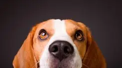 Cannabis em cães com câncer? Ciência aponta resultados promissores com CBD
