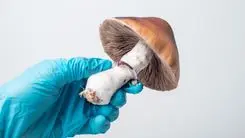 Psicodélicos, Cannabis e o Futuro da Medicina Integrativa