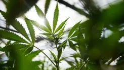 Cânhamo: uma planta capaz de movimentar 10 indústrias