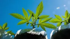 Cânhamo com até 1% de THC? Indústria canadense pressiona por mudanças históricas na regulamentação