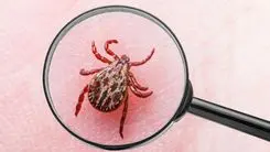 Você sabia? Doença de Lyme causada por carrapato entra no radar da ciência com uso de psilocibina