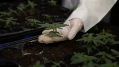 Cultivo de cannabis para pesquisa é tema de seminário na UFSM