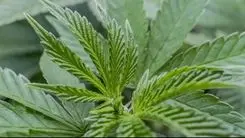 Cannabis e melatonina ajudam a reduzir dose de quimioterapia em pesquisa inédita