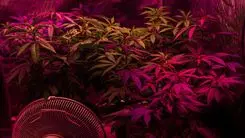 Luz roja y UV-A pueden aumentar hasta un 44% el rendimiento de CBD en el cultivo interior de cáñamo