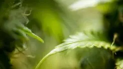 A cannabis realmente te deixa mais criativo? A ciência explica o "pensamento divergente"