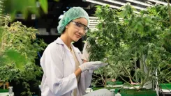 CBD para farmácias de manipulação impulsiona novo capítulo da cannabis medicinal no Brasil