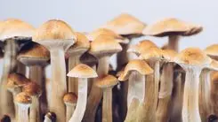 Aposta de Trump em psicodélicos pode virar lei definitiva nos EUA