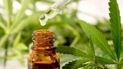 Cannabis medicinal na Bósnia: De que serve a lei se a receita não chega?