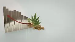 Washington registra queda bilionária nas vendas de cannabis