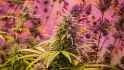 ONU aponta alta de 40% no consumo de cannabis em uma década e alerta para avanço das drogas sintéticas