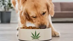 Cânhamo: pesquisa revela benefício surpreendente para cães