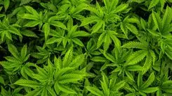 Massachusetts pode votar fechamento do mercado de cannabis para uso adulto em 2026