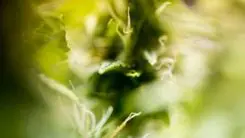 Os terpenos podem ser a próxima aposta da cannabis medicinal no tratamento da dor
