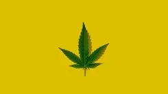ONU faz alerta global: cannabis continua liderando consumo enquanto o mercado de drogas se transforma