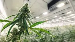 Cannabis em Nova York: por que a licença provisória ainda não permite abrir um dispensário