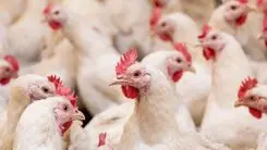Frango turbinado? Estudo mostra como a cannabis pode mudar a qualidade da carne